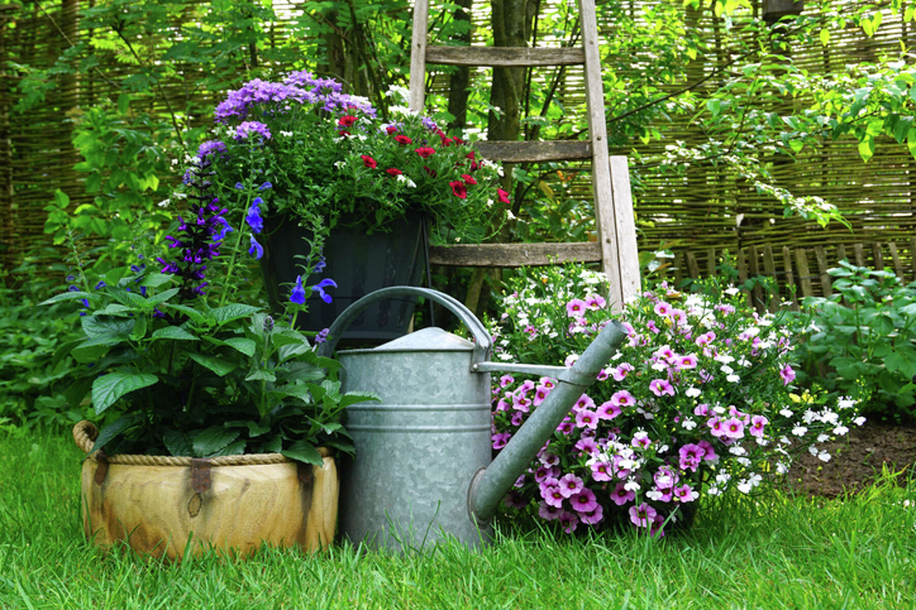 Tips for Planning Your Dream Garden