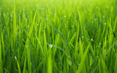 Tips to Ensure Your Grass Grows Well
