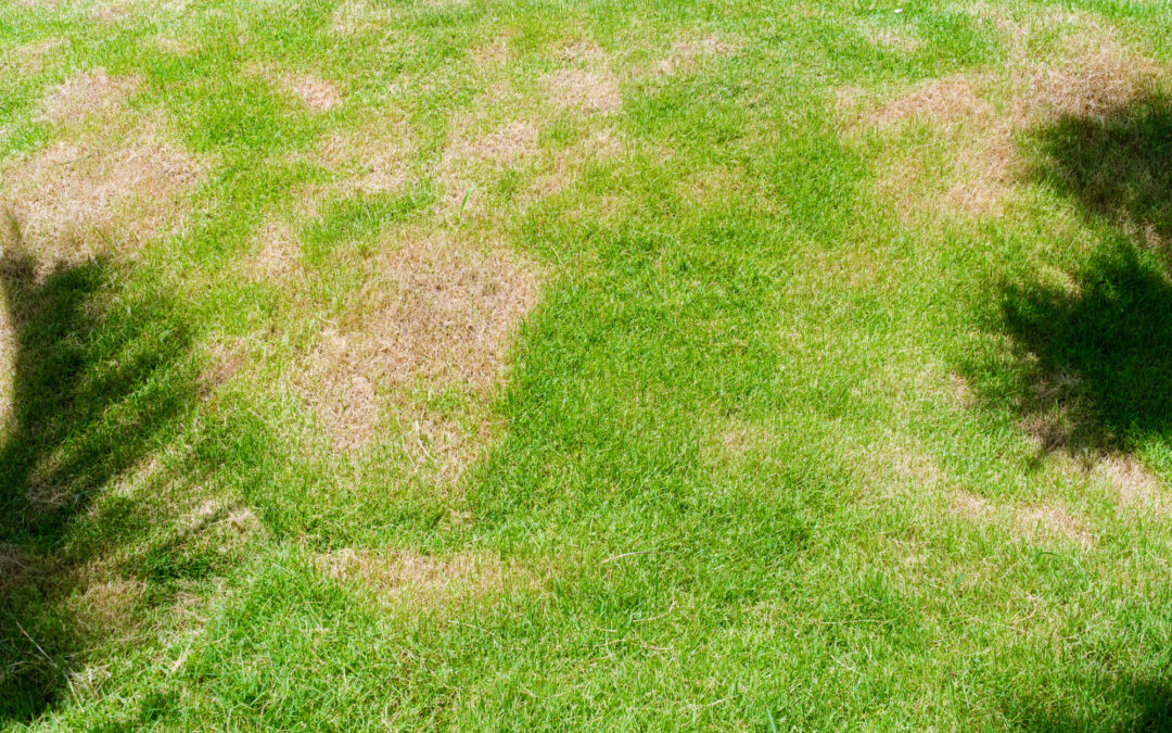 What to Do About Dead Patches on Your Lawn